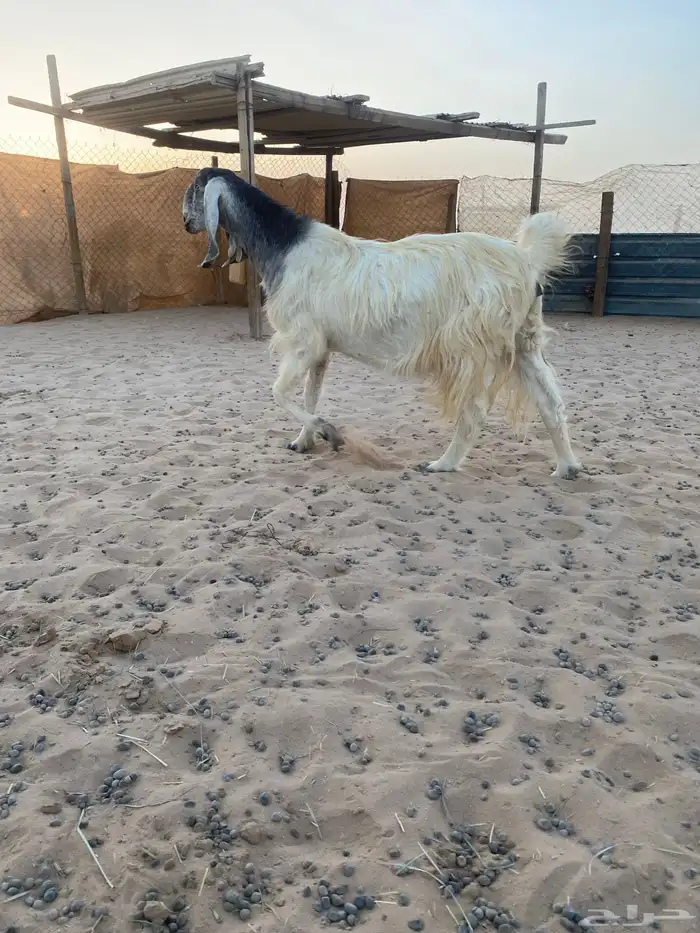 عنز طيبه للبيع 1