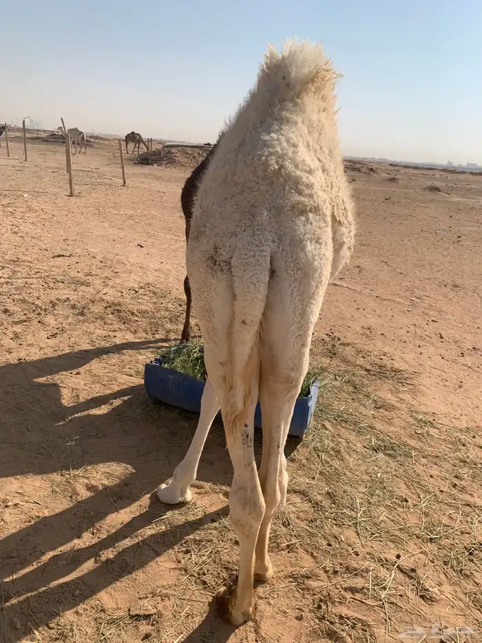 قعود ست شهور الخرج 6