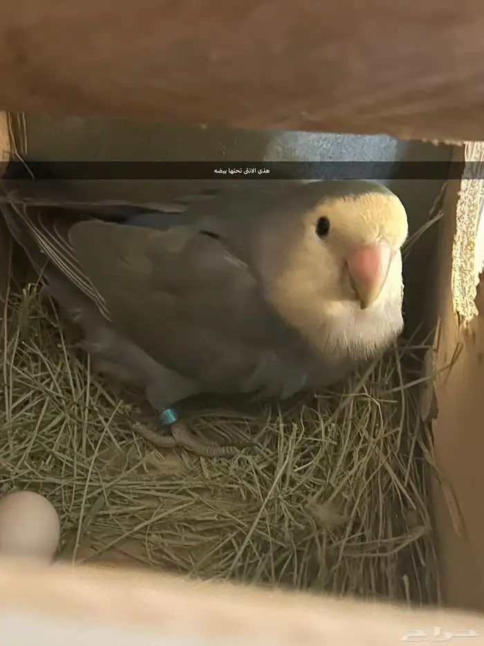 جوز روز 0