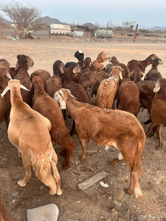 سواكن حمر 4