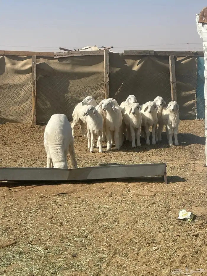 طليان حري 2