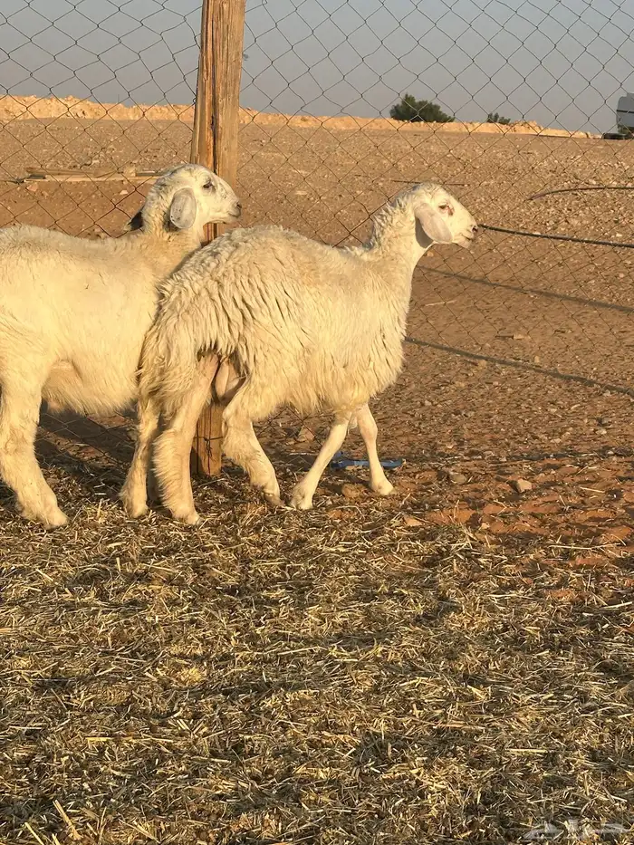 خرفان حريه 0