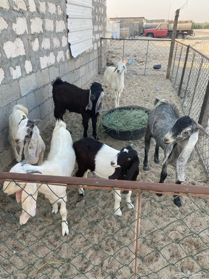 ذبايح للبيع الخفجي 2