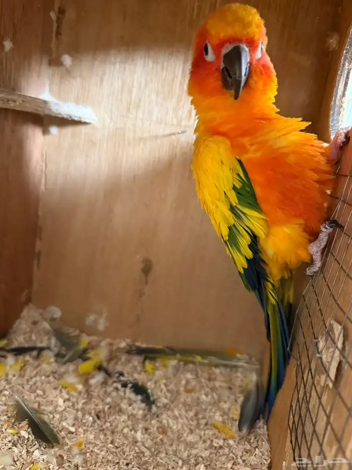 جوز صن كنيور 9