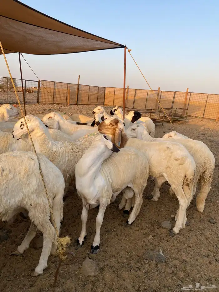 طليان سواكني مرابي 3 اشهر 0