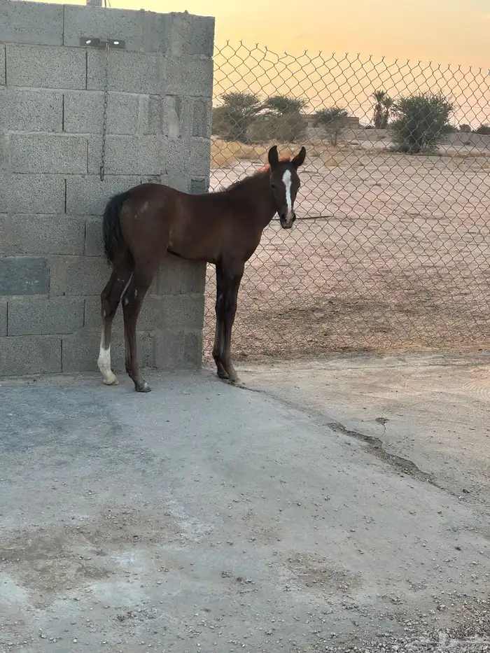 فرس شعبيه تحتها مهر 1