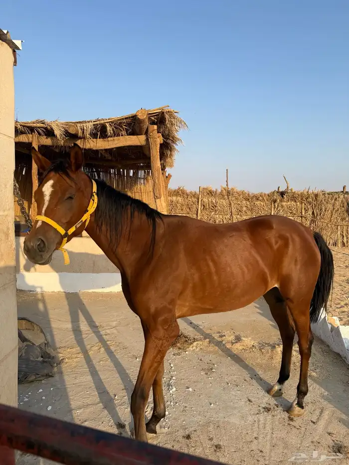 فرس شعبيه 2