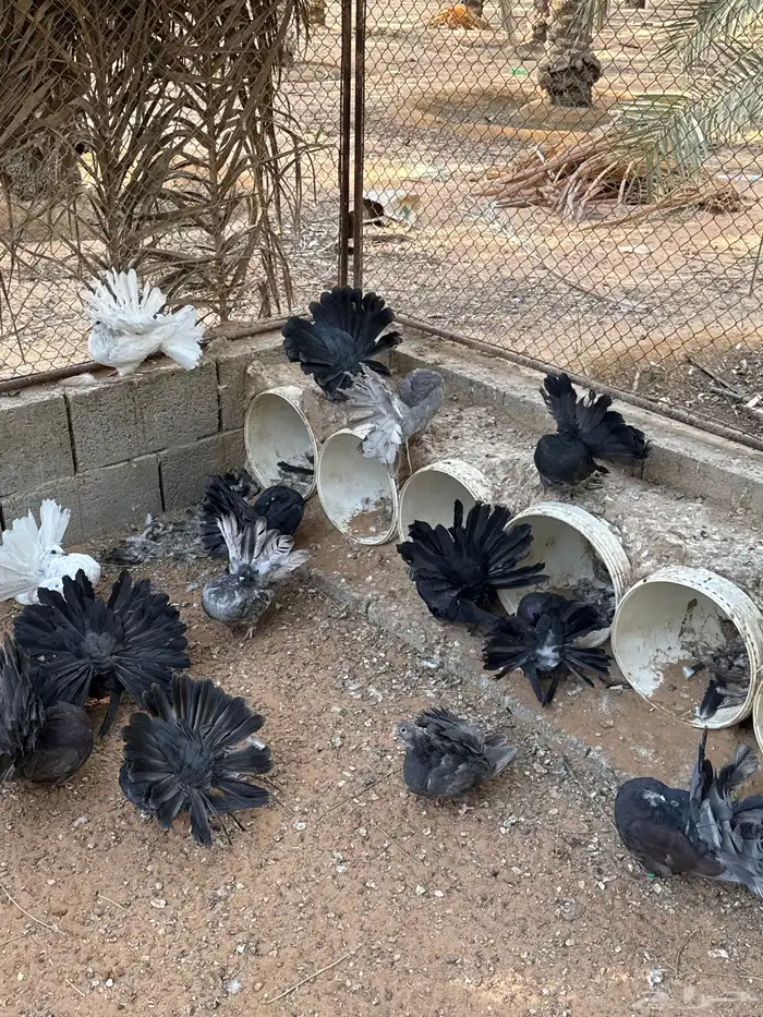 رقاصي هولندي منتج 5