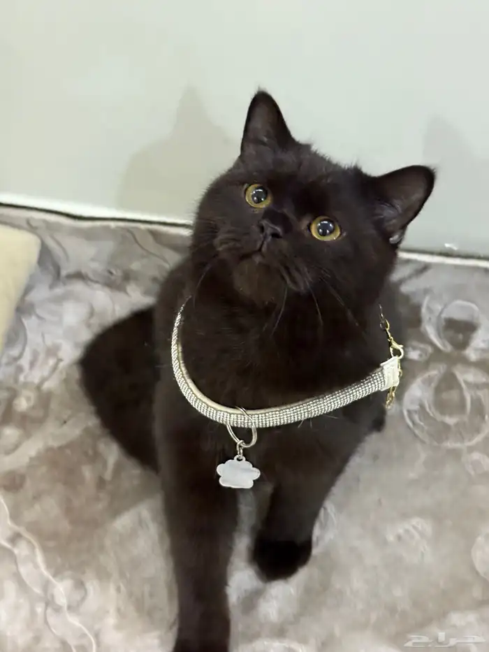 قط سكوتش ستريت للبيع 1