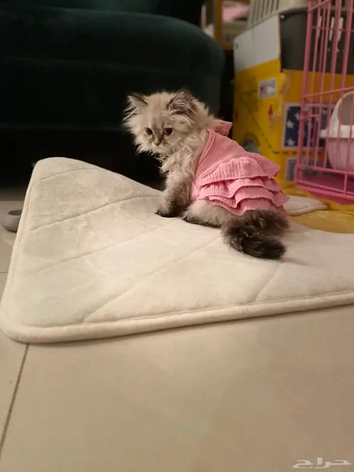 قطة هملايا 2