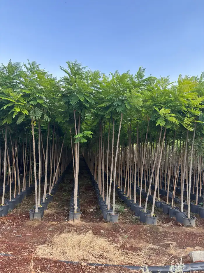 ترمناليا منتالي سدر بونسيانا استركوليا كورزيا 1