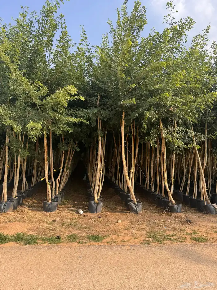 ترمناليا منتالي سدر بونسيانا استركوليا كورزيا 10