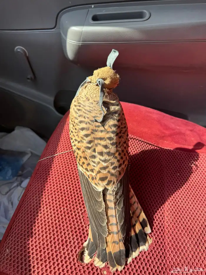 شبوط للبيع حجمه كبير جدا 1