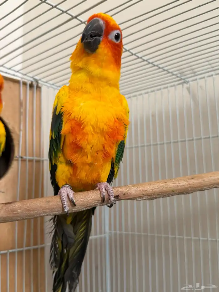 جوز صن كنيور 3