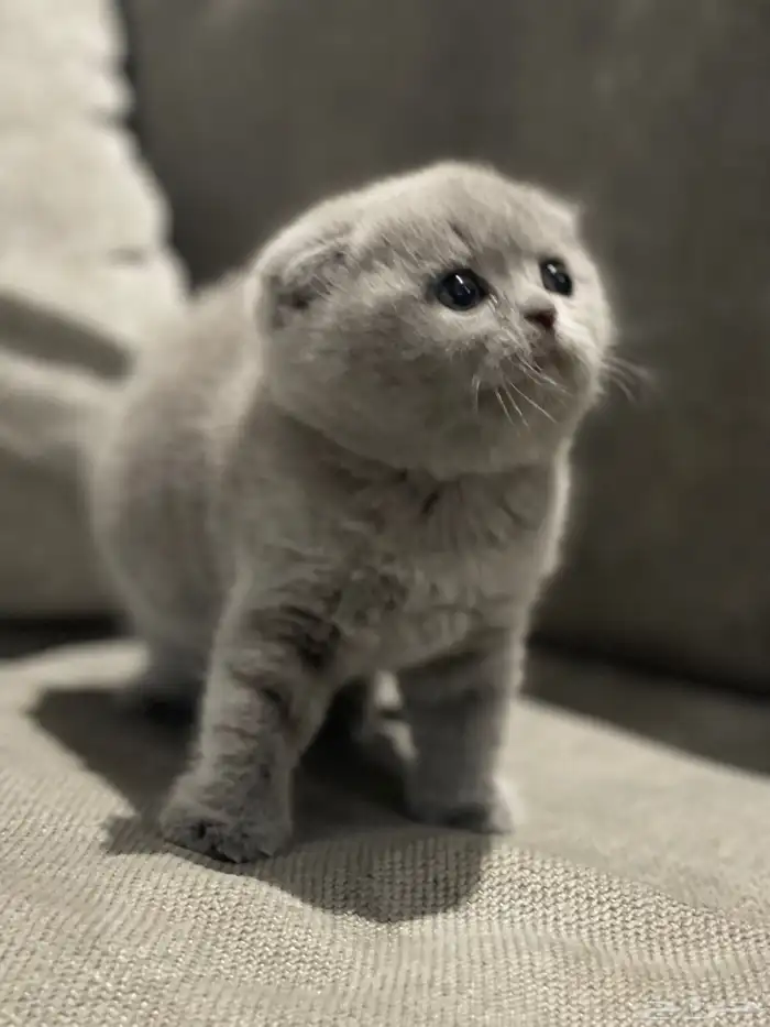 قط سكوتش فولد ذيل قصير 4