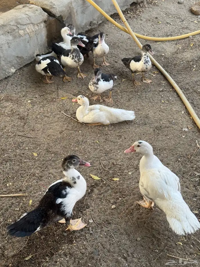 صيصان بط 0