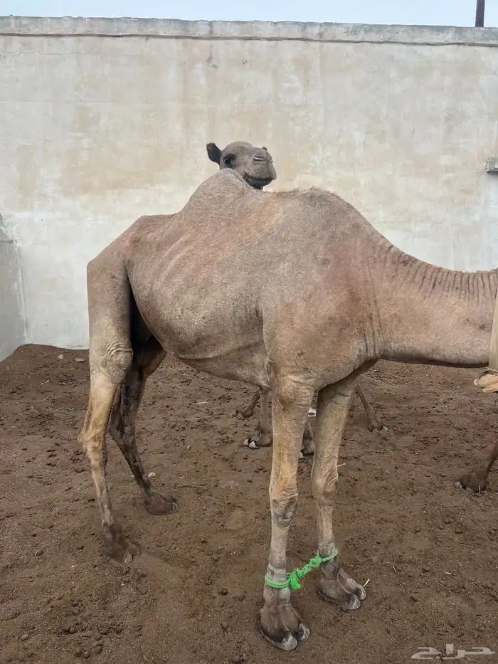 ابل عوادي وسواحل مراح واحد 10