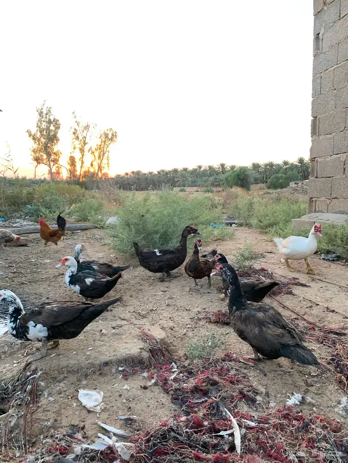 بط بح عدد 10 اناث وذكر 0