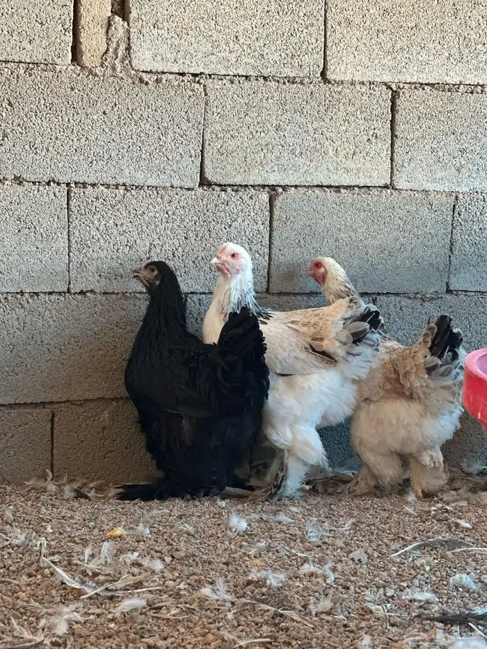 للبيع دجاج براهما بادي يبيض 2