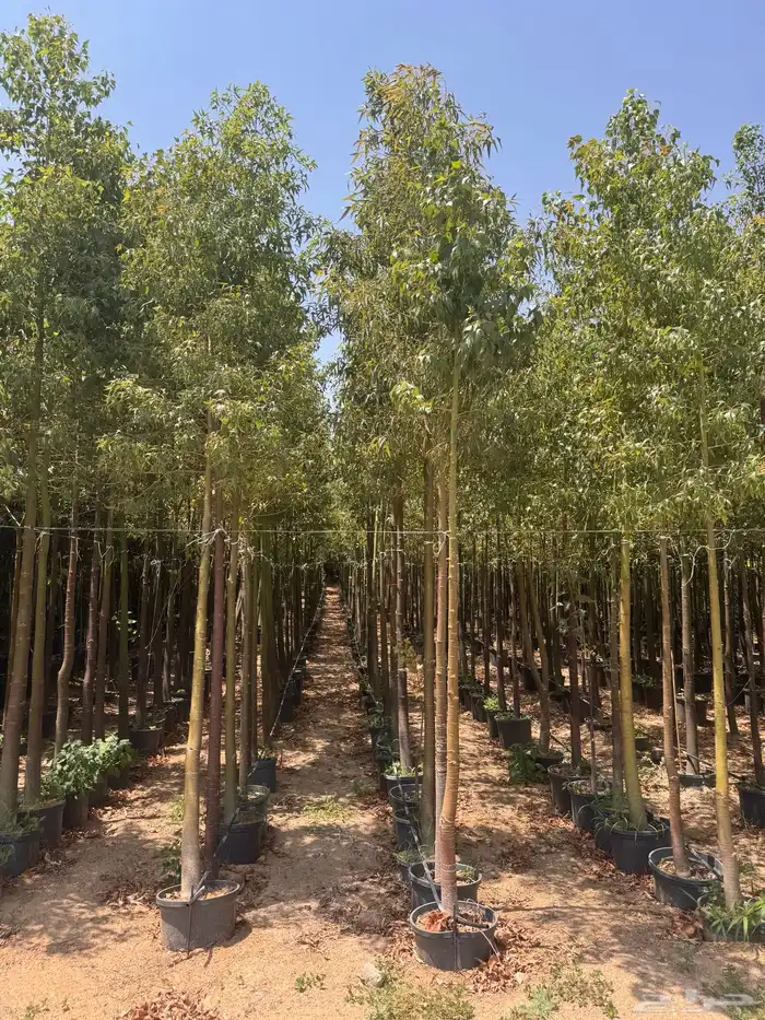 ترمناليا منتالي سدر بونسيانا استركوليا كورزيا 0