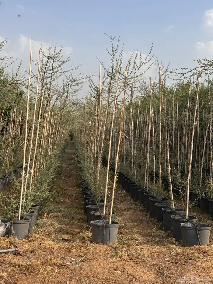 ترمناليا منتالي سدر بونسيانا استركوليا كورزيا 6