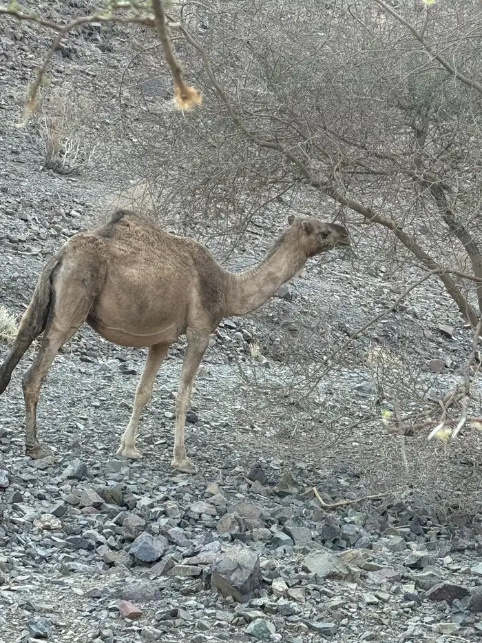ناقه حمرا 2