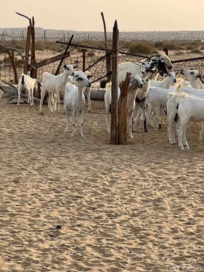 ماعز للبيع الشواق 2