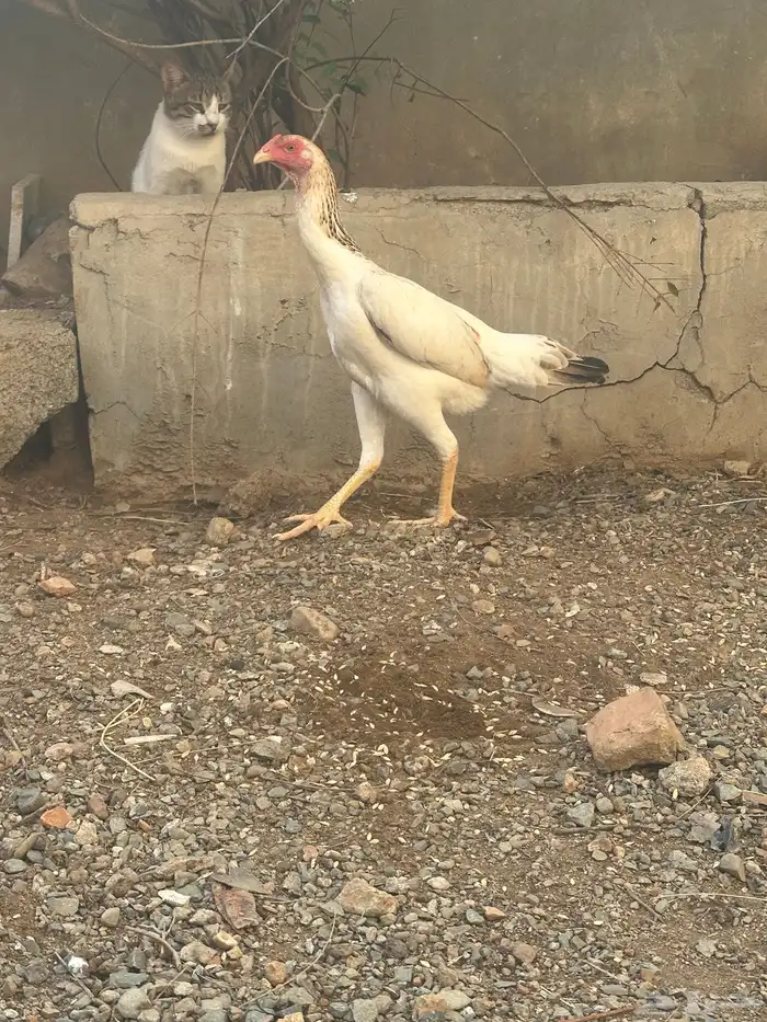 دجاج شامو ياباني 2