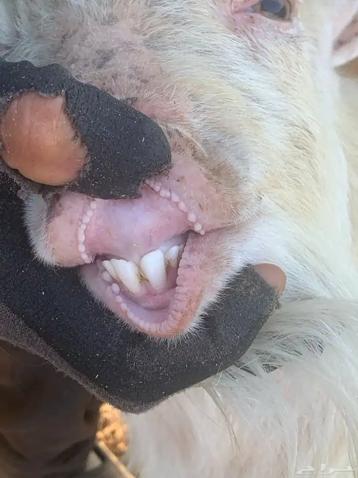 تيس قزم للبيع 1