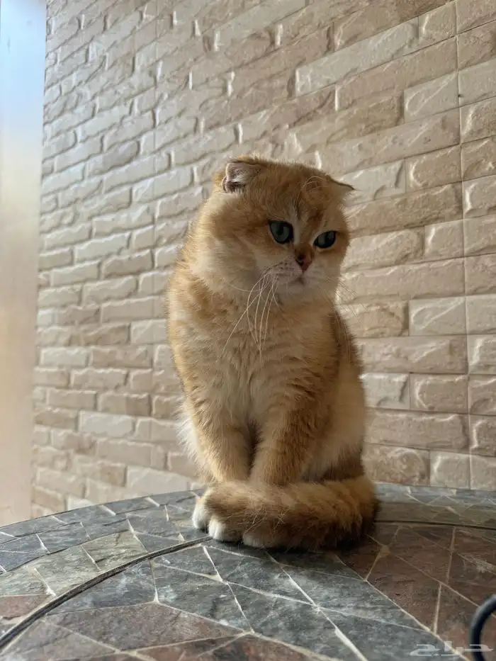 قط ذكر سكوتش فولد بيور 10