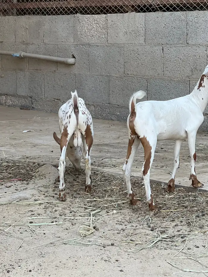 تيس وجفره صحه ونظافه 2