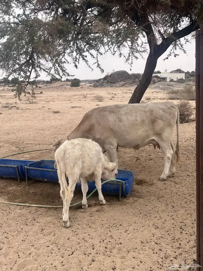 خميس مشيط القاعه 0
