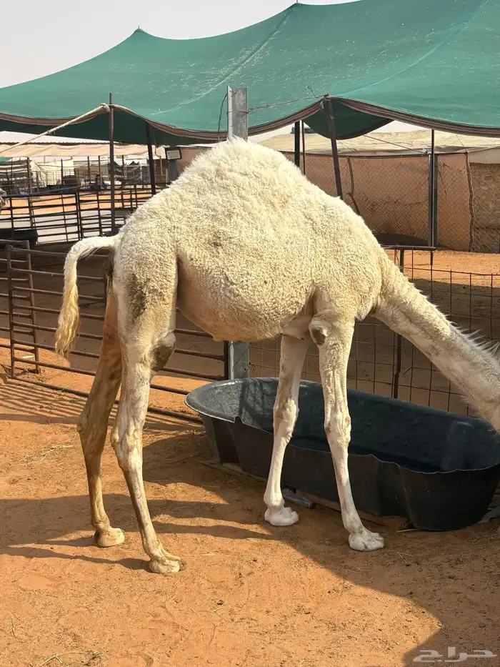 بكره للبيع 3