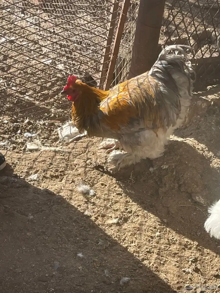 4براهم ديك للبيع 2