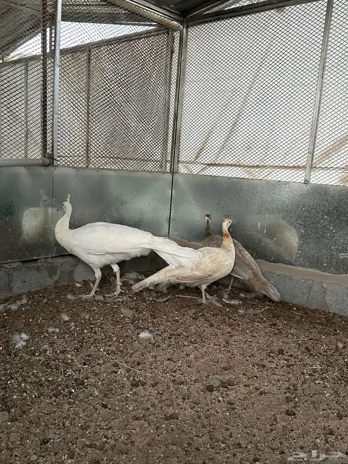 طاووس للبيع 0