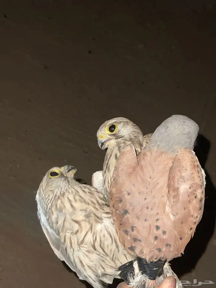 بواشق للبيع 0