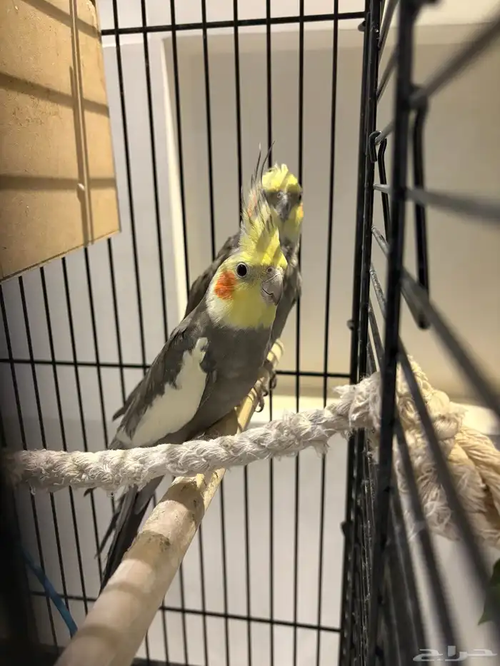 طيور الكروان 2