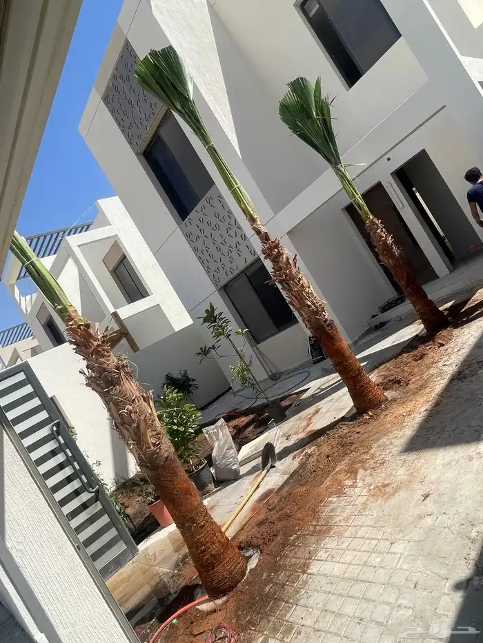 نخيل واشنطونيا للبيع 6