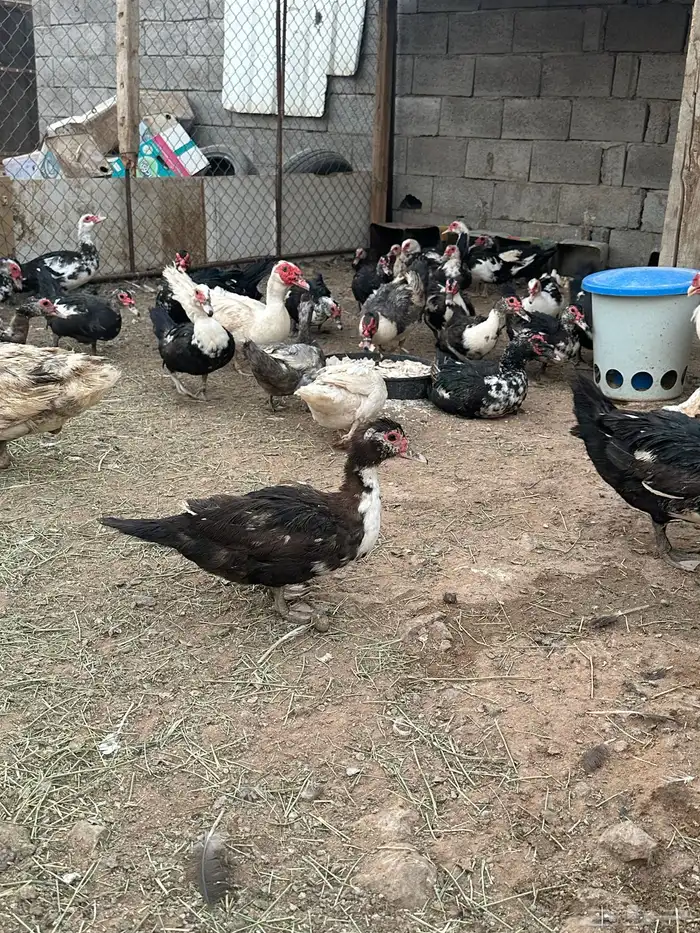 بط سوداني 2