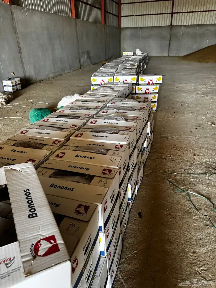 للبيع تمر خلاص 4