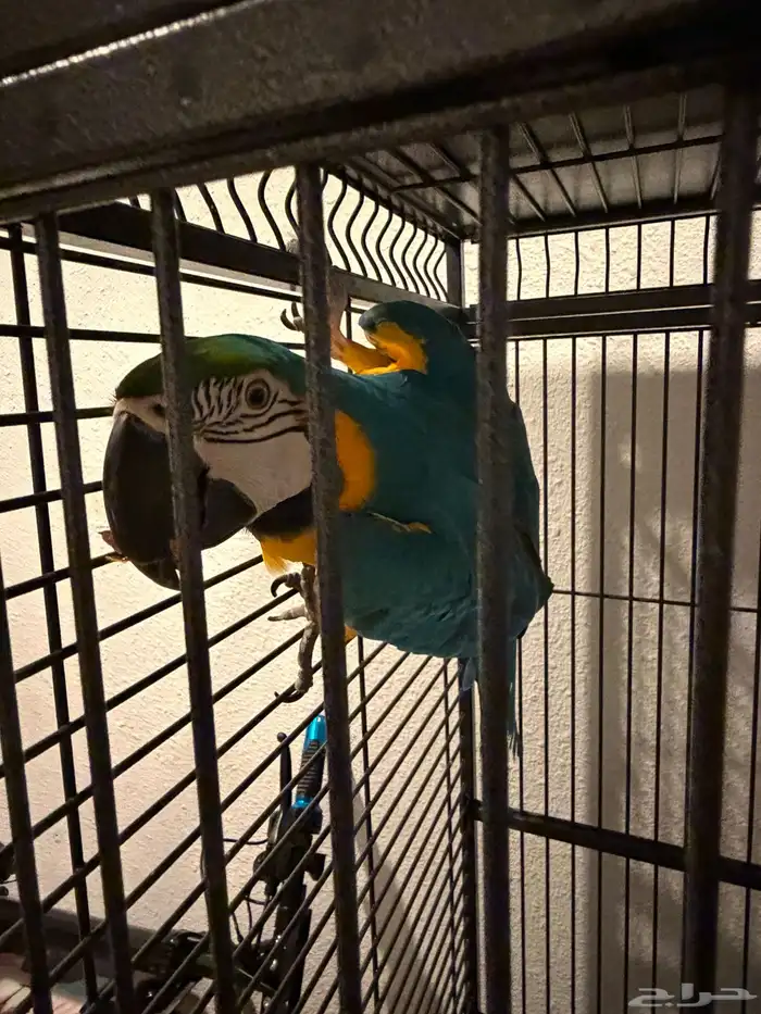 Blue and Gold Macaw (sold) (انباع) 3