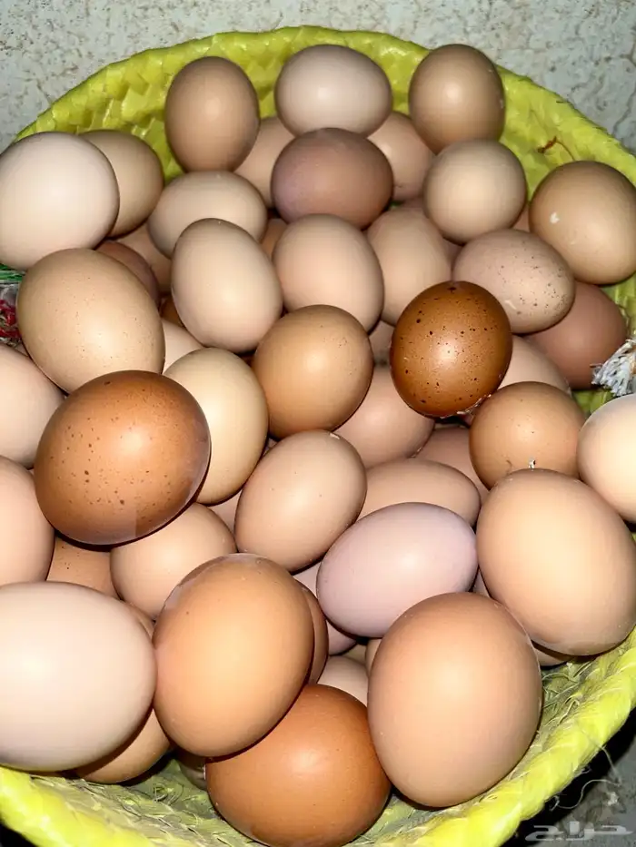 بيض fresh eggs 1
