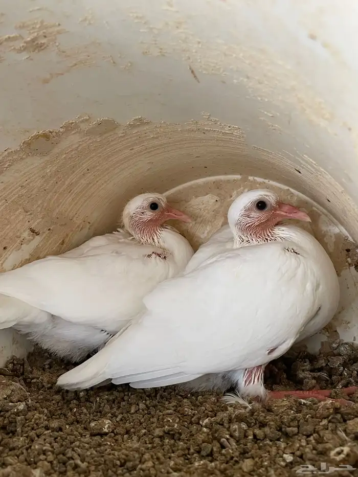 زغاليل فرنسي 3