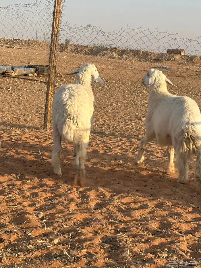 خرفان حريه 2