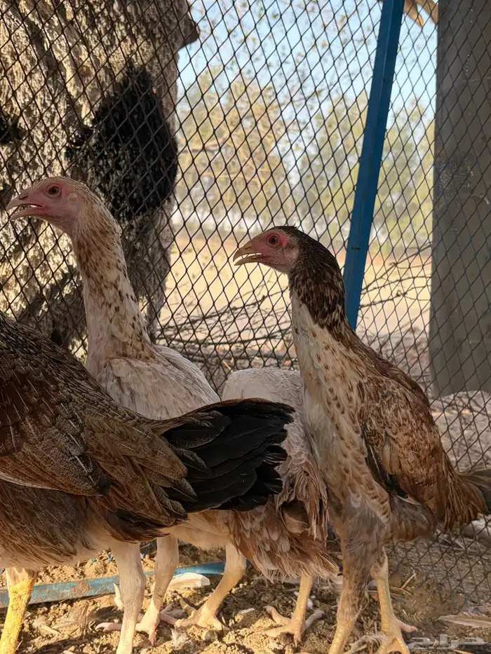 دجاجة باكستانية معها ثلاثة فروخ 4