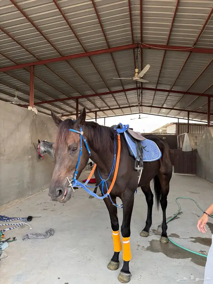 خيل 3