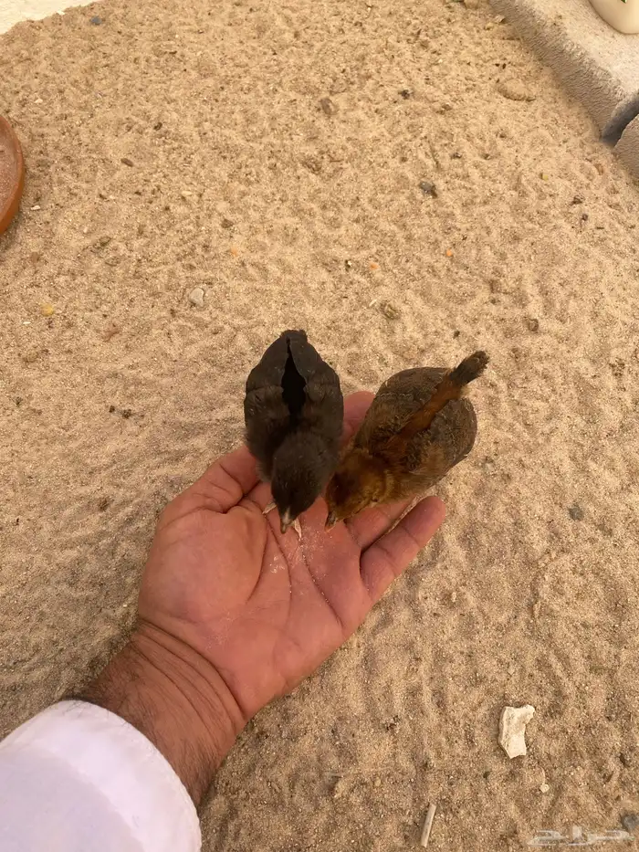 صوص دجاج للبيع أليفين ذكر وانقي 0