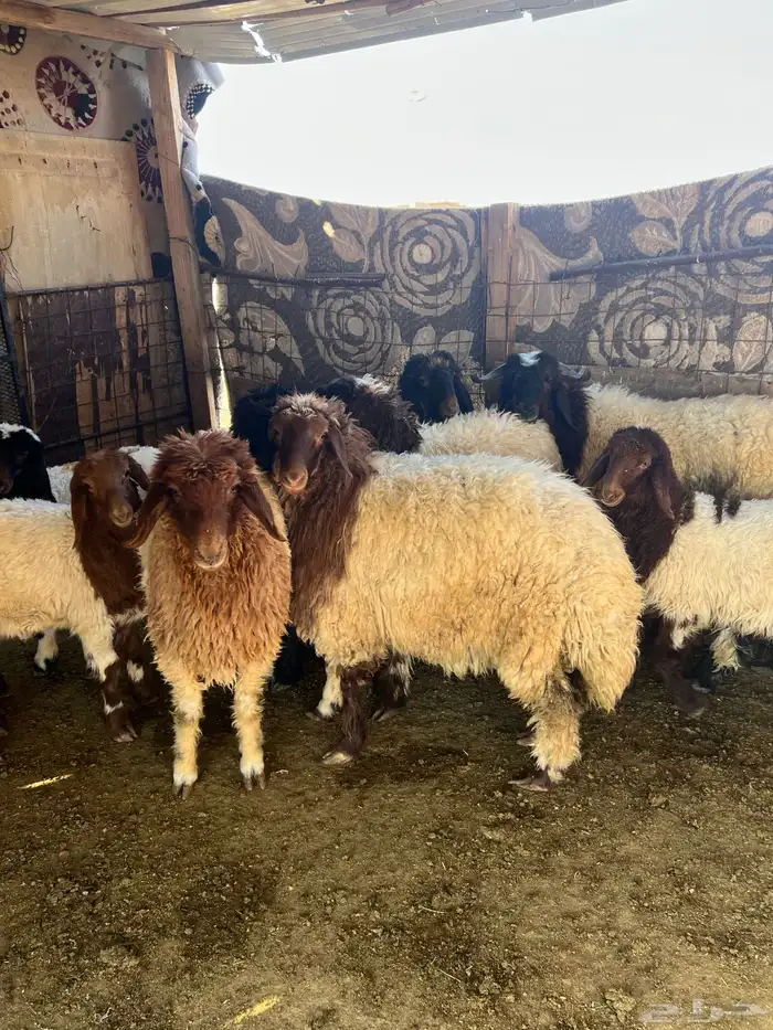 ذبايح طليان تمايم طيبه 2