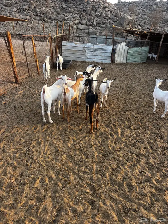 الشميسي طريق الخواجات 1