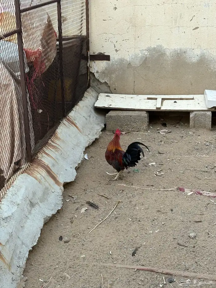 ديك بلدي 3